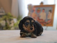 Kaninchen_Dachshund4704
