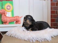 Kaninchen_Dachshund4705