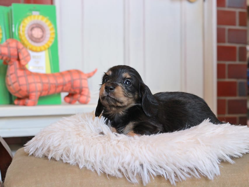 カニンヘン ダックスフンド バルーン ＆ スパーキの子犬 ブラックイエロー 男の子