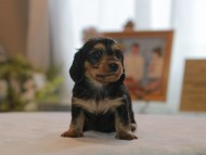 Kaninchen_Dachshund4709 Kaninchen_Dachshund4709