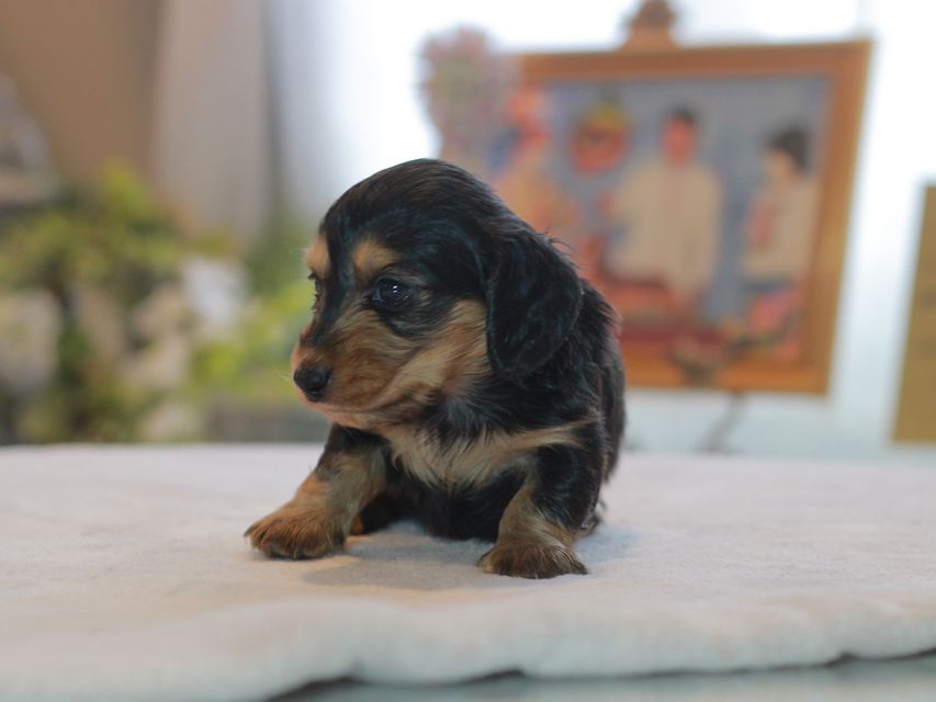 カニンヘン ダックスフンド ラムネ&スルガの子犬 ブラックタン 男の子Kaninchen_Dachshund4713 カニンヘン ダックスフンド ラムネ&スルガの子犬 ブラックタン 男の子