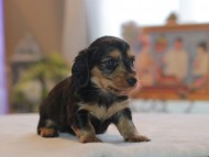 Kaninchen_Dachshund4716 Kaninchen_Dachshund4716