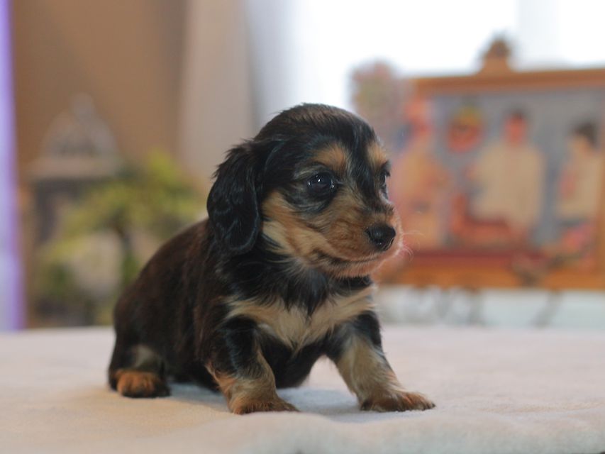 カニンヘン ダックスフンド ラムネ&スルガの子犬 ブラックタン 男の子Kaninchen_Dachshund4716 カニンヘン ダックスフンド ラムネ&スルガの子犬 ブラックタン 男の子