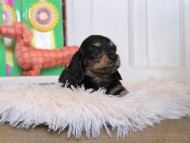 Kaninchen_Dachshund4717