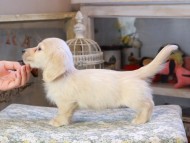 Kaninchen_Dachshund472