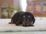 Kaninchen_Dachshund4724 Kaninchen_Dachshund4724