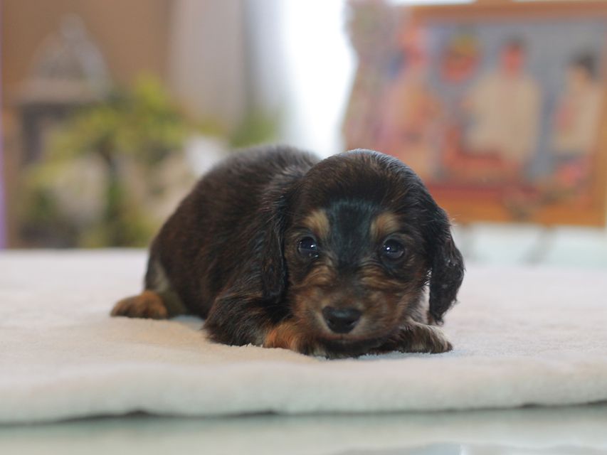 カニンヘン ダックスフンド ラムネ&スルガの子犬 ブラックタン  女の子