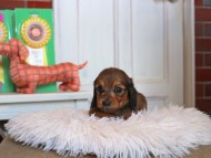 Kaninchen_Dachshund4724 Kaninchen_Dachshund4724