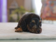 Kaninchen_Dachshund4732 Kaninchen_Dachshund4732