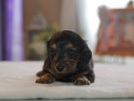 Kaninchen_Dachshund4733 Kaninchen_Dachshund4733