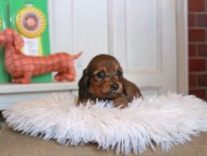 Kaninchen_Dachshund4735 Kaninchen_Dachshund4735