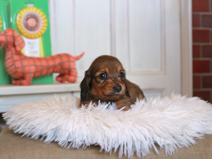 カニンヘン ダックスフンド バルーン ＆ スパーキの子犬 レッド 男の子