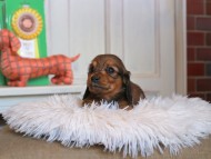 Kaninchen_Dachshund4741 Kaninchen_Dachshund4741