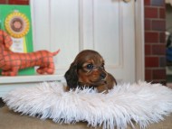 Kaninchen_Dachshund4744 Kaninchen_Dachshund4744