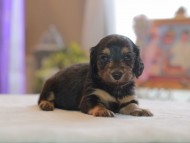 Kaninchen_Dachshund4746 Kaninchen_Dachshund4746