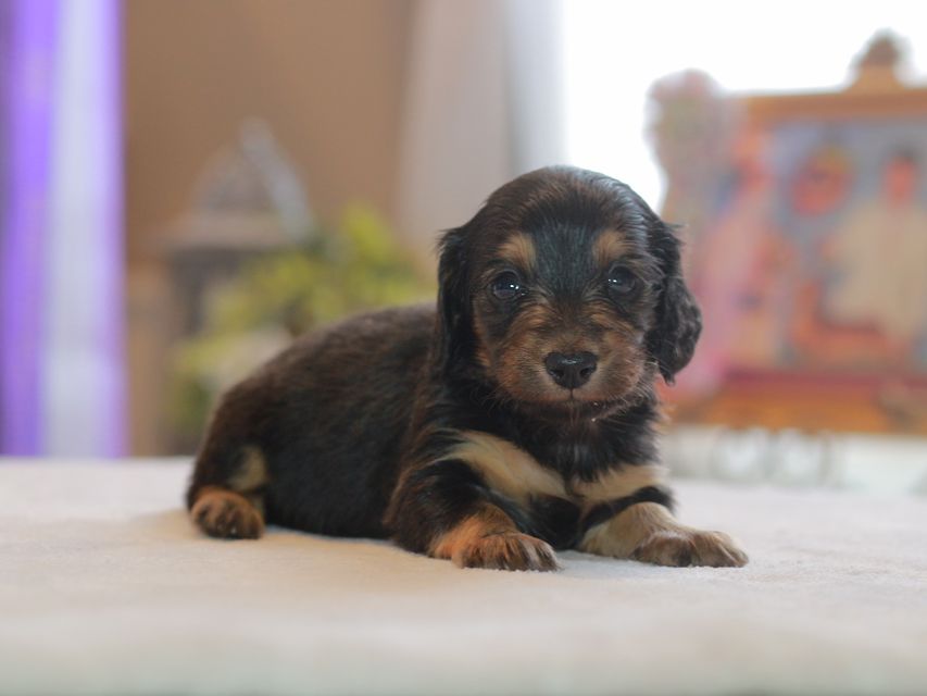 カニンヘン ダックスフンド ラムネ&スルガの子犬 ブラックタン  女の子