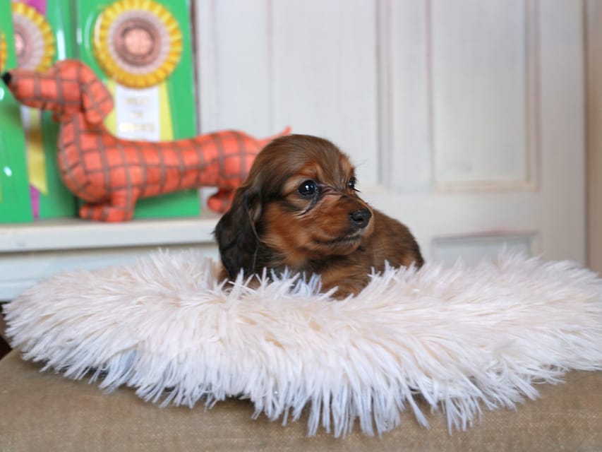 カニンヘン ダックスフンド バルーン ＆ スパーキの子犬 レッド 男の子