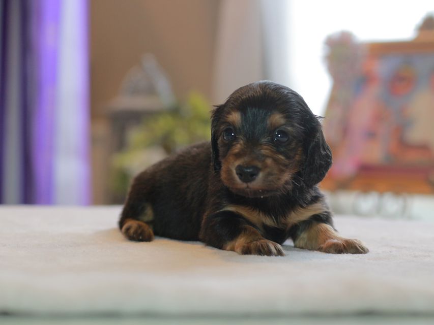 カニンヘン ダックスフンド ラムネ&スルガの子犬 ブラックタン  女の子