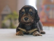 Kaninchen_Dachshund4753 Kaninchen_Dachshund4753