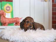 Kaninchen_Dachshund4760