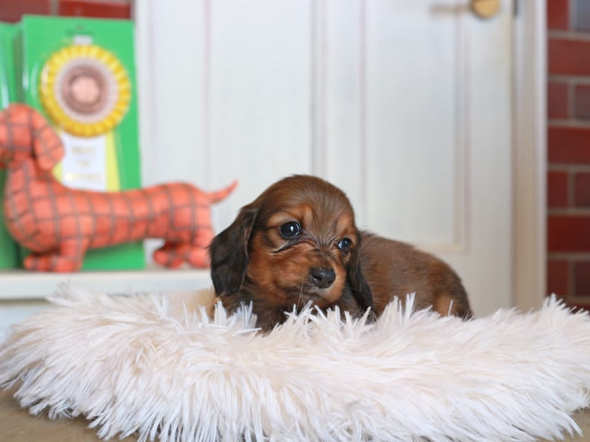 カニンヘン ダックスフンド バルーン ＆ スパーキの子犬 レッド 男の子