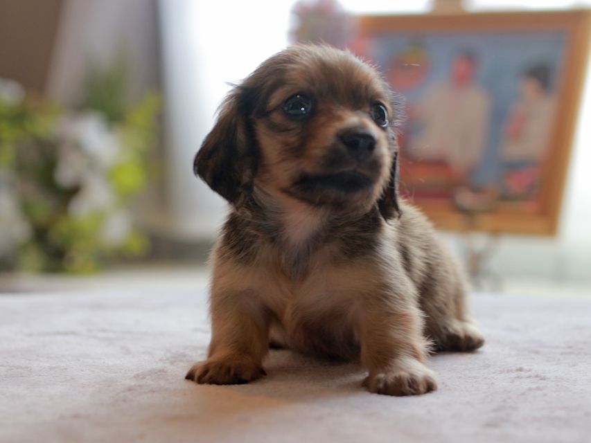 カニンヘン ダックスフンド スワン&パッションの子犬 イエロー（クリーム） 男の子