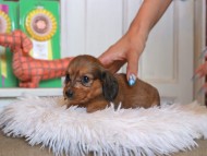Kaninchen_Dachshund4770 Kaninchen_Dachshund4770