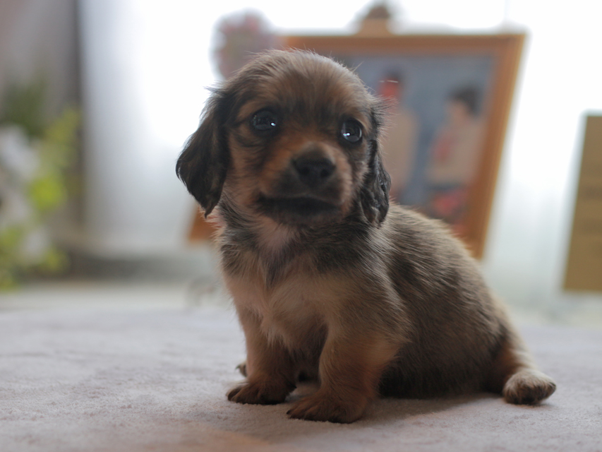 カニンヘン ダックスフンド スワン&パッションの子犬 イエロー（クリーム） 男の子