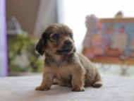 Kaninchen_Dachshund4773