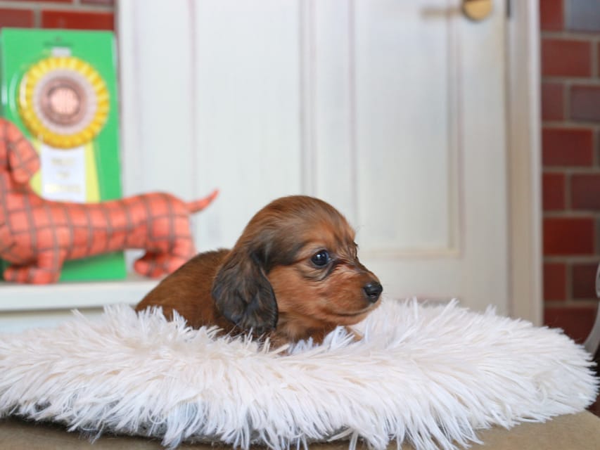 カニンヘン ダックスフンド バルーン & スパーキの子犬 レッド 女の子Kaninchen_Dachshund4774 カニンヘン ダックスフンド バルーン & スパーキの子犬 レッド 女の子