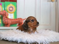 Kaninchen_Dachshund4776 Kaninchen_Dachshund4776