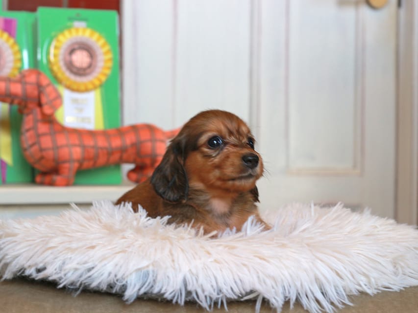 カニンヘン ダックスフンド バルーン & スパーキの子犬 レッド 女の子Kaninchen_Dachshund4777 カニンヘン ダックスフンド バルーン & スパーキの子犬 レッド 女の子