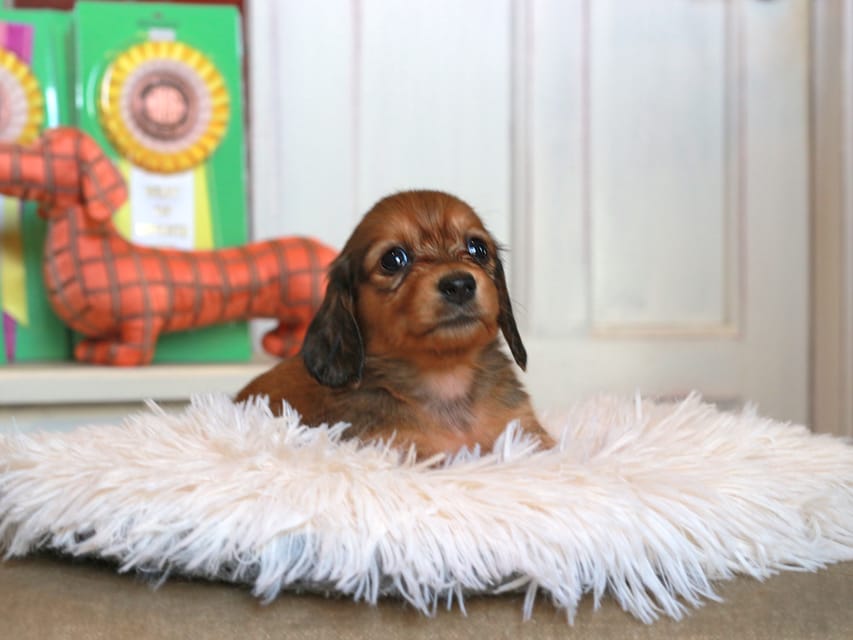 カニンヘン ダックスフンド バルーン & スパーキの子犬 レッド 女の子Kaninchen_Dachshund4781 カニンヘン ダックスフンド バルーン & スパーキの子犬 レッド 女の子