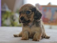 Kaninchen_Dachshund4785