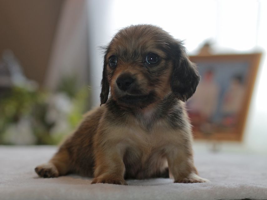 カニンヘン ダックスフンド スワン&パッションの子犬 イエロー（クリーム） 男の子