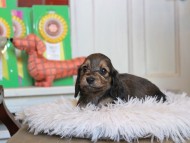 Kaninchen_Dachshund4794