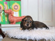 Kaninchen_Dachshund4797