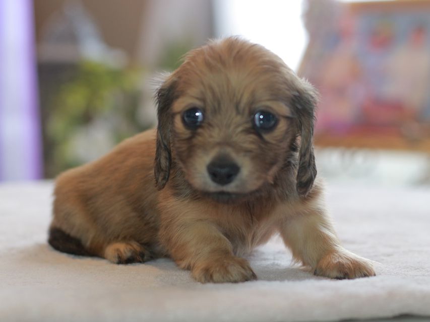 カニンヘン ダックスフンド スワン&パッションの子犬 イエロー（クリーム） 女の子（1）