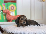 Kaninchen_Dachshund4801