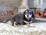 Kaninchen_Dachshund481