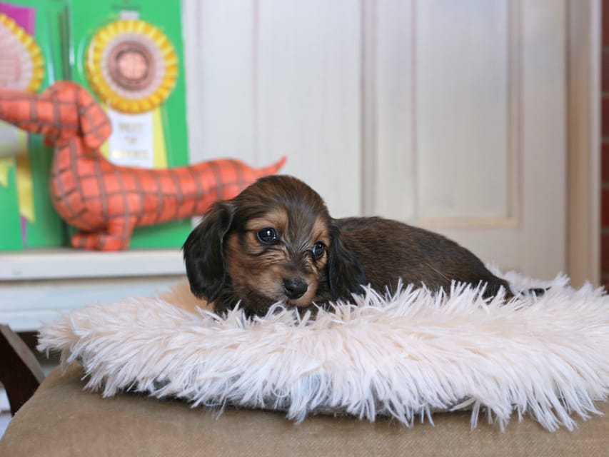カニンヘン ダックスフンド バルーン ＆ スパーキの子犬 イエロー 女の子
