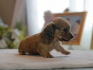 Kaninchen_Dachshund4819 Kaninchen_Dachshund4819