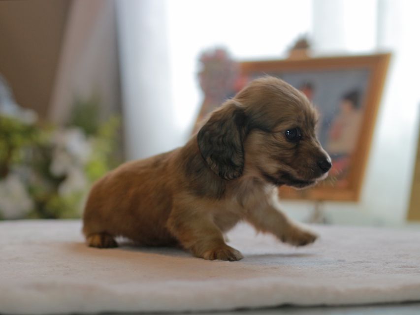 カニンヘン ダックスフンド スワン&パッションの子犬 イエロー（クリーム） 女の子（1）