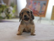 Kaninchen_Dachshund4822 Kaninchen_Dachshund4822