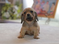 Kaninchen_Dachshund4825 Kaninchen_Dachshund4825