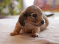 Kaninchen_Dachshund4828 Kaninchen_Dachshund4828