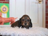 Kaninchen_Dachshund4829