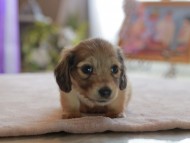 Kaninchen_Dachshund4830 Kaninchen_Dachshund4830