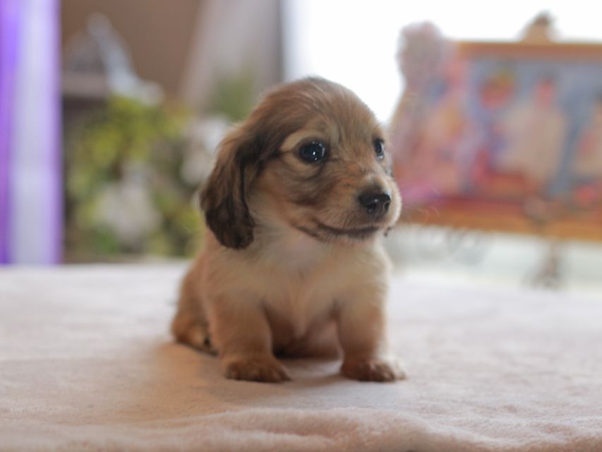 カニンヘン ダックスフンド スワン&パッションの子犬 イエロー（クリーム） 女の子（2）