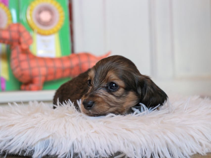 カニンヘン ダックスフンド バルーン ＆ スパーキの子犬 イエロー 女の子